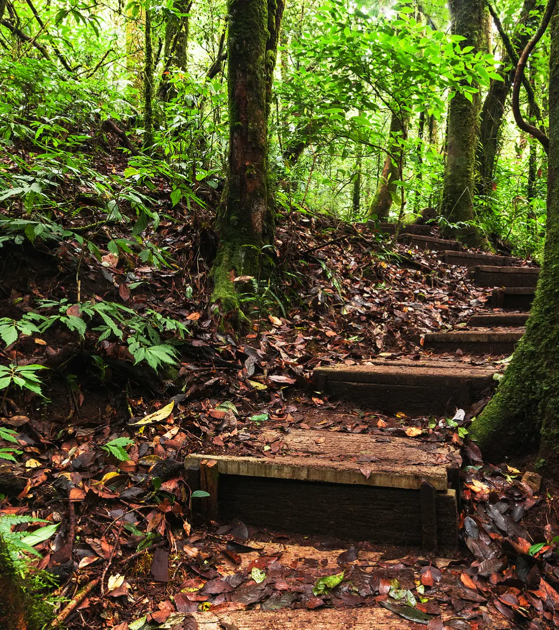 Pine Trail Trek